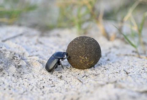 Dung beetle (Catharsius gorilla) rolling a dung ball, Loango National Park, Parc Stock-Fotos