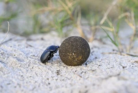 Dung beetle (Catharsius gorilla) rolling a dung ball, Loango National Park, Parc Photos