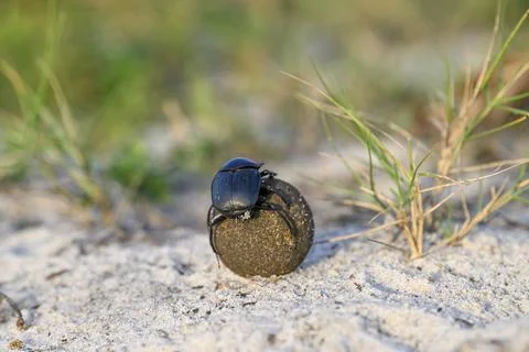 Dung beetle (Catharsius gorilla) rolling a dung ball, Loango National Park, Parc Photos