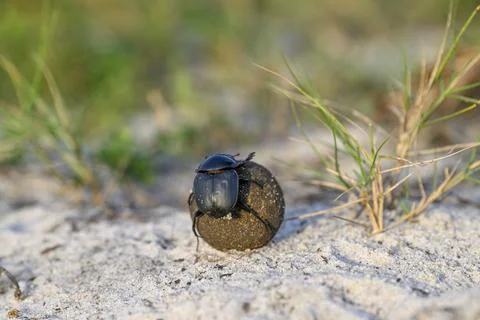 Dung beetle (Catharsius gorilla) rolling a dung ball, Loango National Park, Parc Photos