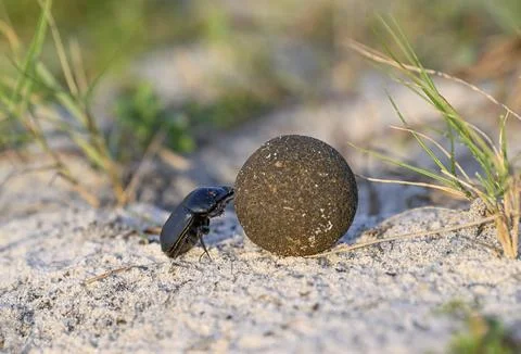 Dung beetle (Catharsius gorilla) rolling a dung ball, Loango National Park, Parc Fotos de archivo