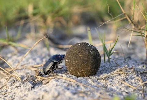 Dung beetle (Catharsius gorilla) rolling a dung ball, Loango National Park, Parc 写真素材