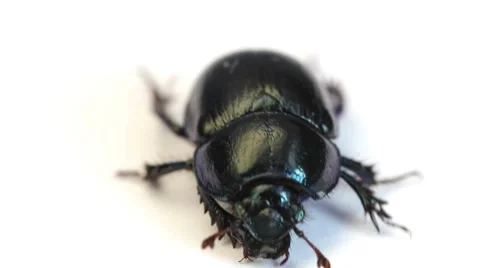 Dung-beetle closeup  on a white background Stock Footage 8520605
