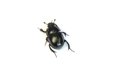Dung-beetle closeup  on a white background Stock Footage 8520663