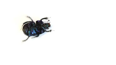Dung-beetle closeup  on a white background Stock Footage 8520729