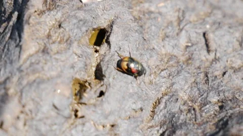 Dung Beetle Coming Out of Hole 스톡 동영상 240645545