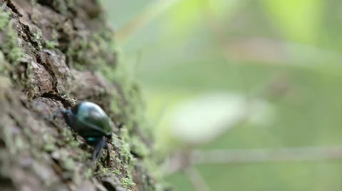 A dung beetle crawling on a tree with its tiny legs fs700 4k Stock Footage 42918619