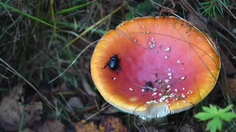 A dung beetle crawls along a fly agaric Stock Footage 227684041
