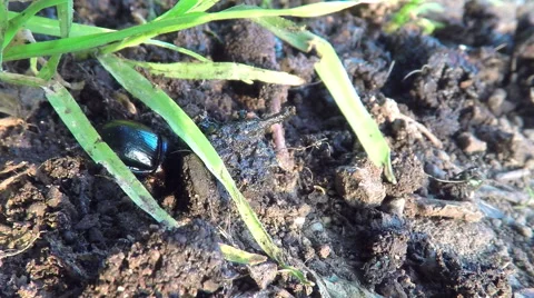 Dung beetle digging in the dung Stock Footage 68662754
