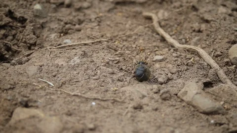 Dung beetle drags on the ground Stock Footage 114614332