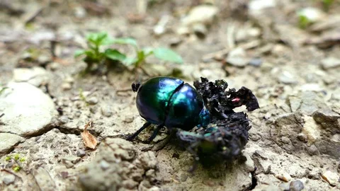 Dung beetle on dung Stock Footage 76808477