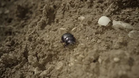 Dung beetle falls while walking Stock Footage 231484209
