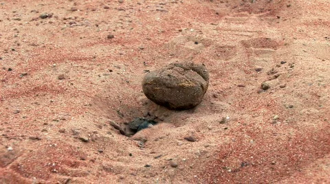 Dung Beetle Stock Footage 841819