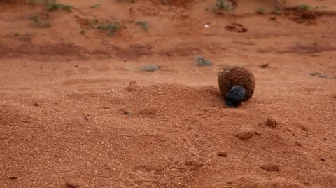Dung Beetle Vidéo 5618532