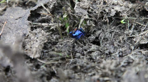 Dung-beetle Stock Footage 23022389