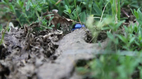 Dung-beetle Stock Footage 23022707
