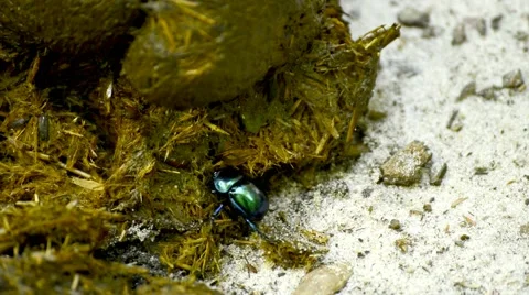Dung beetle Stock Footage 56204309