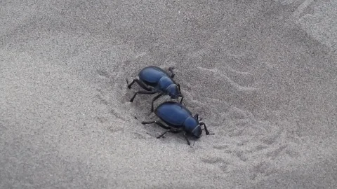Dung Beetle Stock Footage 121025771