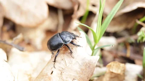 Dung-beetle Stock Footage 145363719