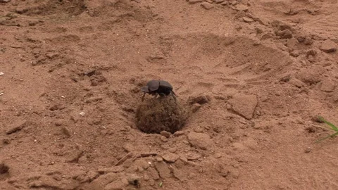 Dung beetle Video stock 311939890