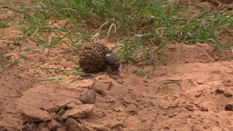 Dung beetle Video stock 311940234