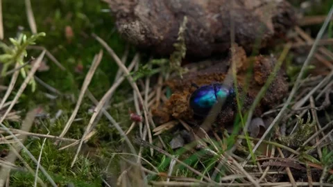 Dung beetle Stock Footage 321946072