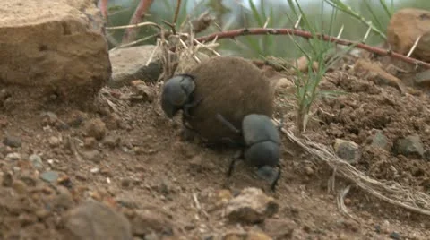 Dung beetle - HD Stock Footage 22341979