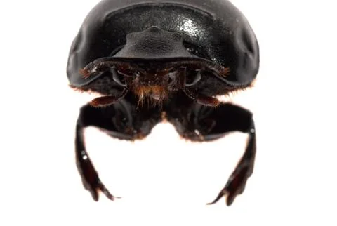 Dung beetle head Stock-Fotos
