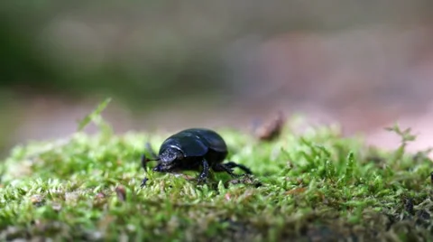 Dung beetle hiking 스톡 동영상 39859444