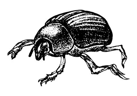 Dung beetle Insect Hand drawn sketch Illustration. Stock Illustration