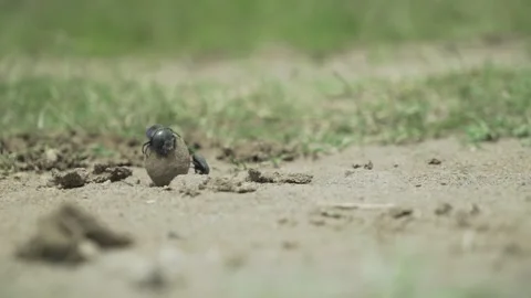 Dung beetle insect rolling closeup Ol Pejeta Kenya Africa 2 動画素材 233132767