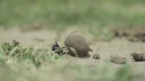 Dung beetle insect rolling closeup Ol Pejeta Kenya Africa 3 動画素材 233132790
