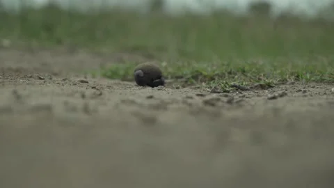 Dung beetle insect rolling closeup Ol Pejeta Kenya Africa 動画素材 237640969
