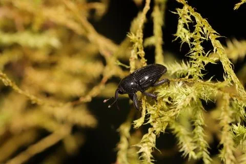 Dung beetle on the moss Stock Photos