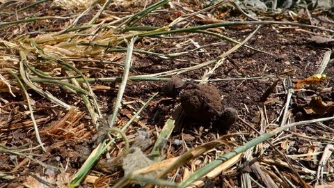 Dung beetle pair rolling a ball of dung, handheld shot. Stock Footage 109481718
