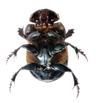 Dung beetle Stock Photos