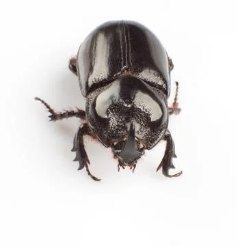 Dung beetle Stock Photos