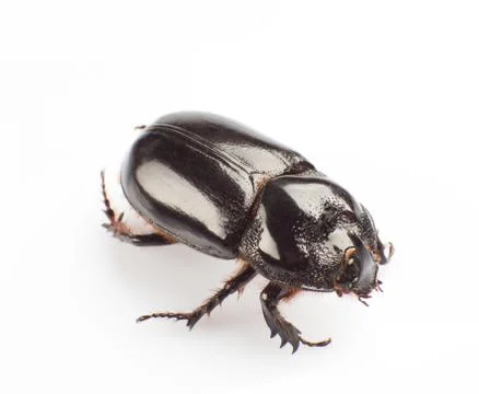 Dung beetle Foto stock
