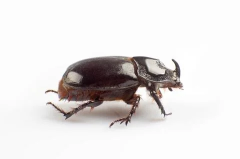 Dung beetle Stock Photos