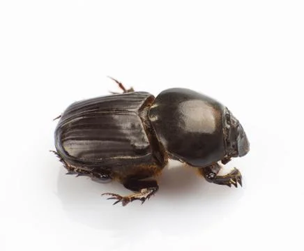 Dung beetle Stock Photos