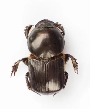 Dung beetle Stock Photos