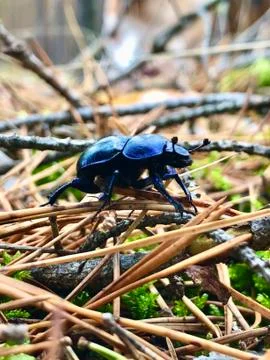 Dung beetle Stock Photos