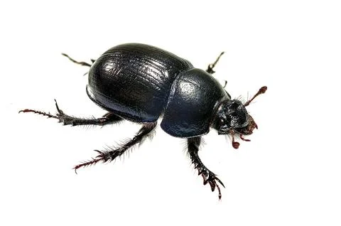 Dung beetle Stock Photos