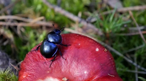 Dung beetle posing on a red mushroom 스톡 동영상 68092056