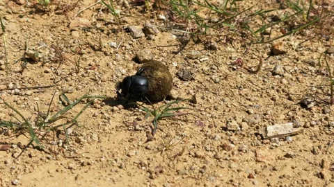 Dung beetle pushing a ball of dung across dry sandy soil in broad daylight Video stock 309516825