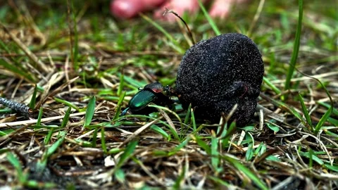 Dung beetle pushing manure ball across grassy ground Stock Footage 340641089