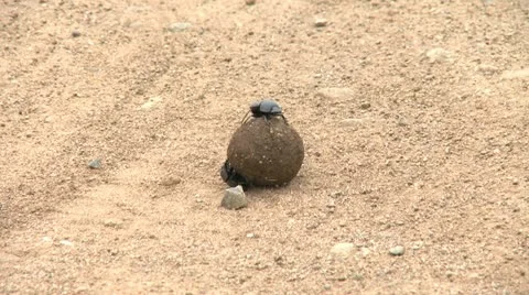 Dung beetle on the road - HD Stock Footage 22341149