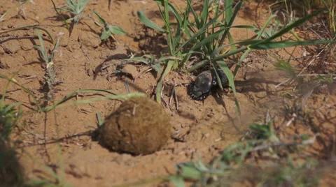 Dung beetle roll dung into round balls. Stock Footage 54544799