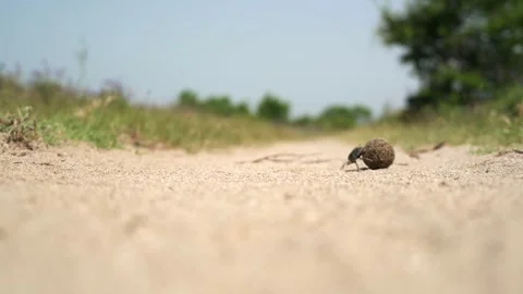 Dung beetle rolling a ball along dusty ground - Wild Insect and Natural Habitat Stock Footage 339728849