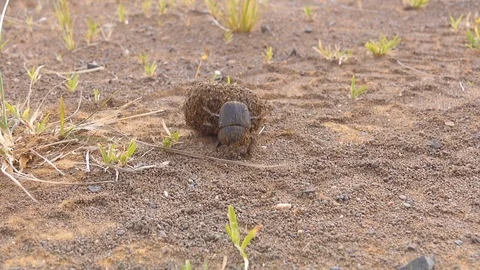 Dung beetle rolling ball with back legs across car tracks Stock Footage 87702531